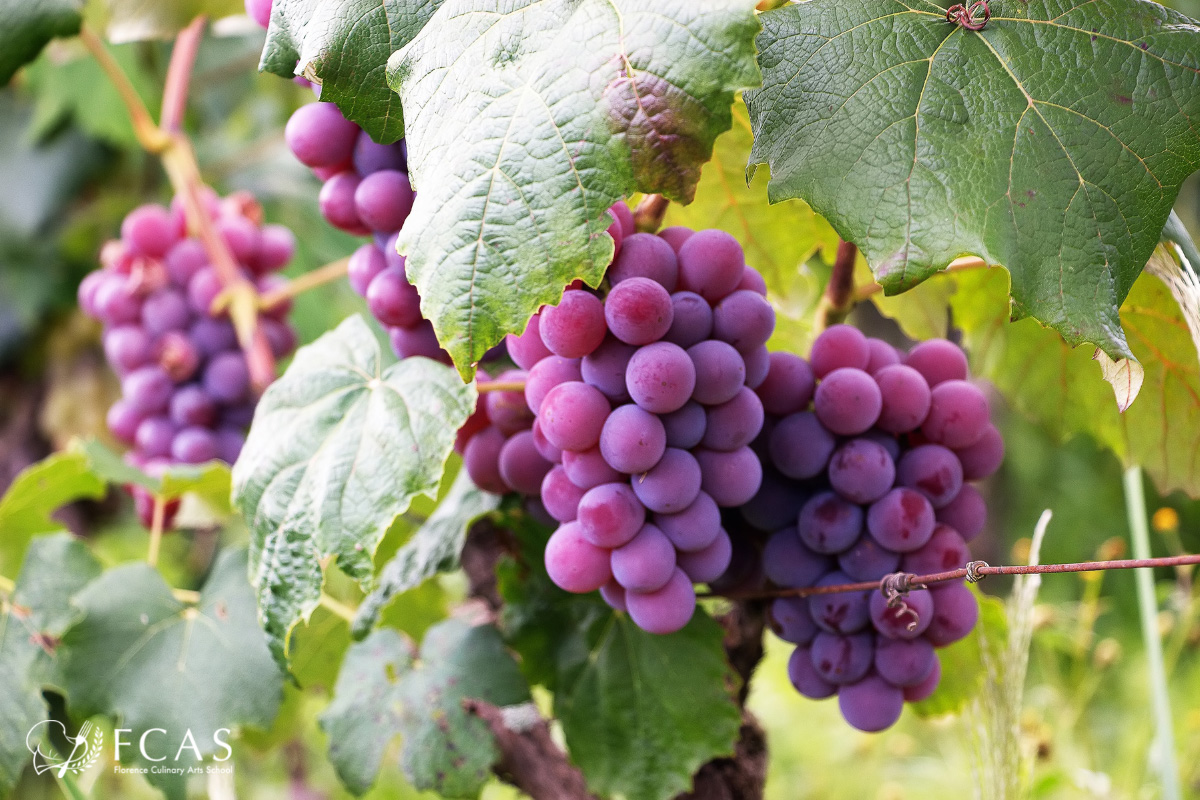 イタリア料理留学　イタリア秋の味覚　たわわに実った葡萄の画像