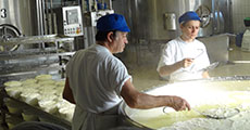 Visit to Cheese production factory