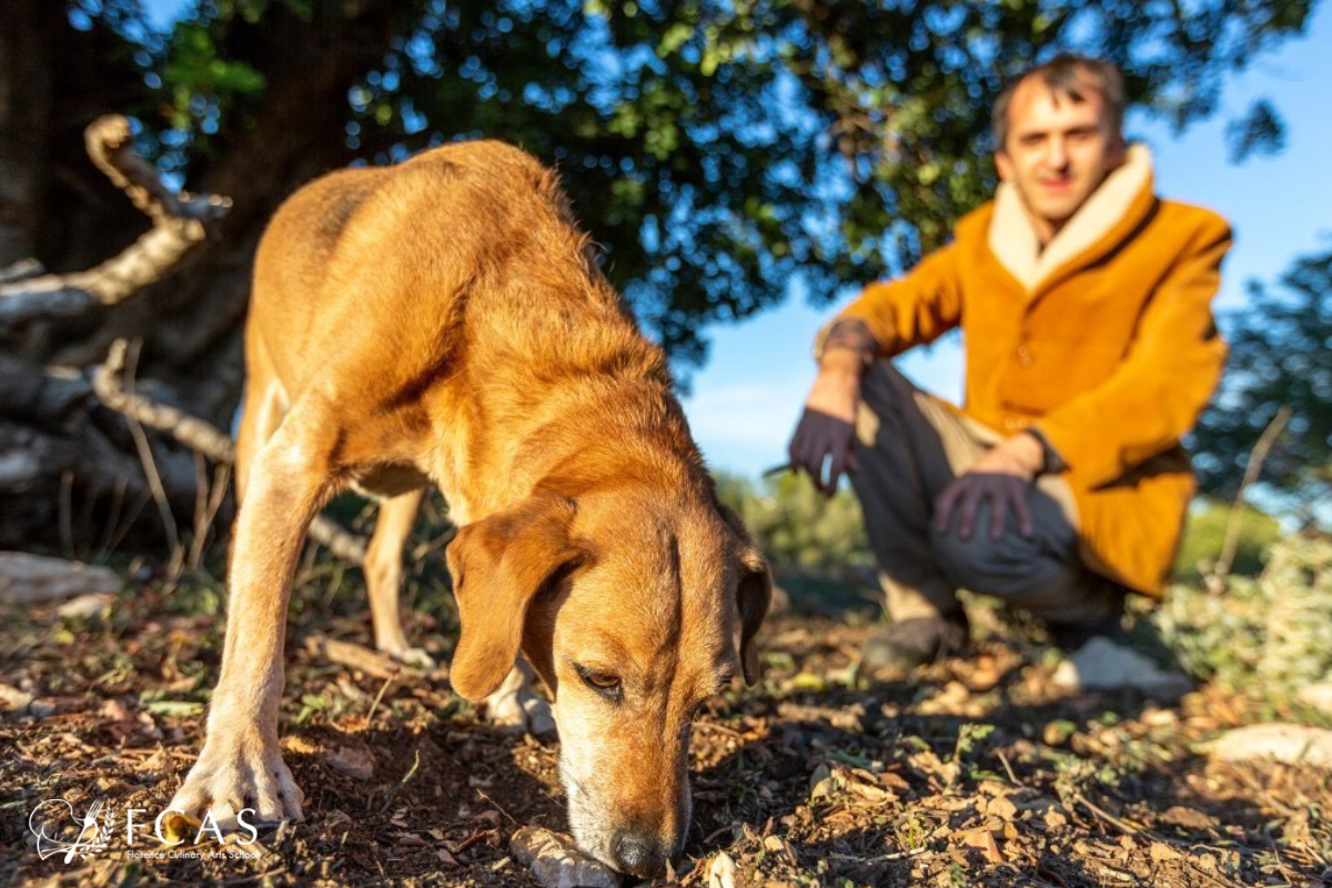 イタリア料理留学　トリュフ、トリュフ祭り　トリュフを探す犬