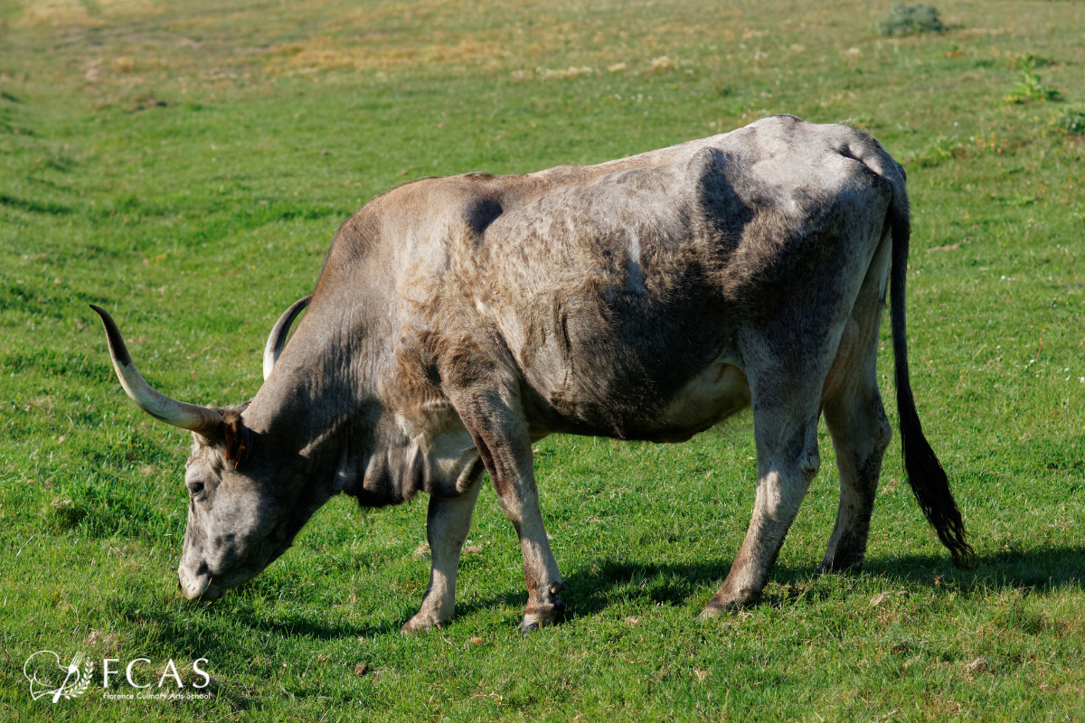 イタリア料理留学　イタリアのブランド牛　マレンマ牛