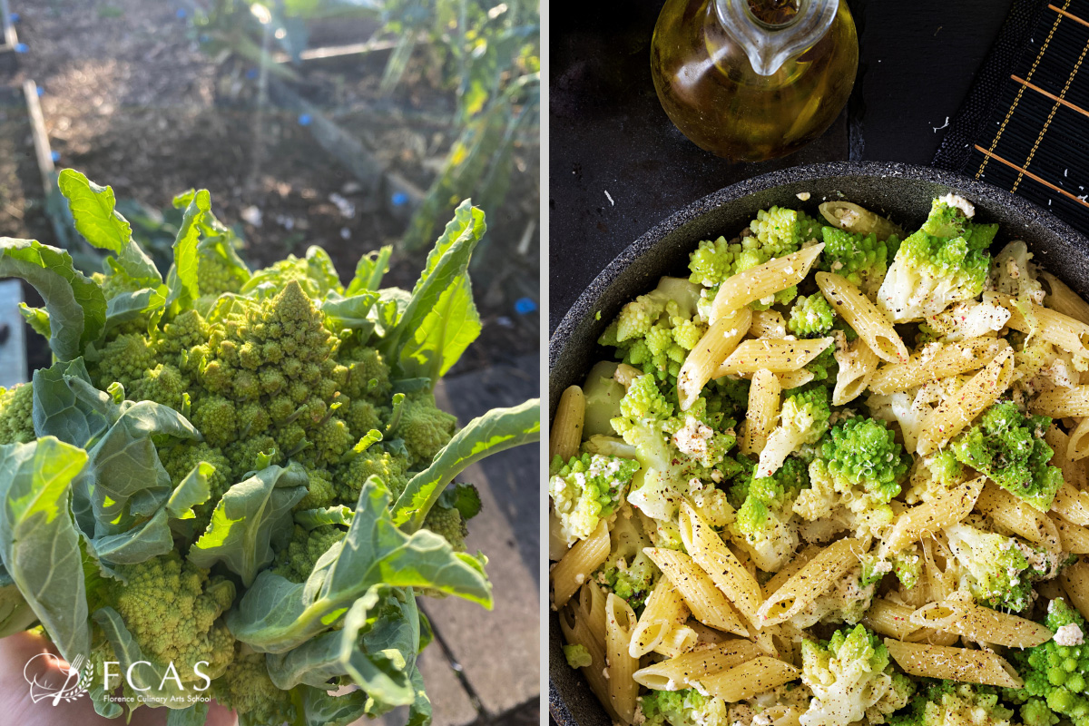 イタリア料理留学　イタリアの冬野菜、イタリアの食材　ロマネスコ