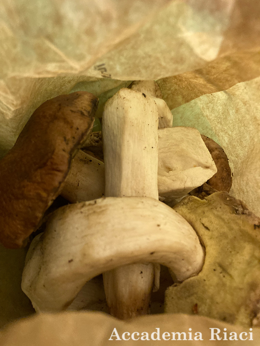 Gelato Internship blog